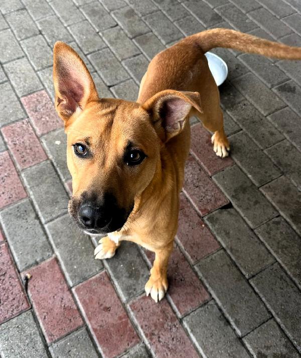 SIMBA CAGNOLINO METICCIO Foto 5